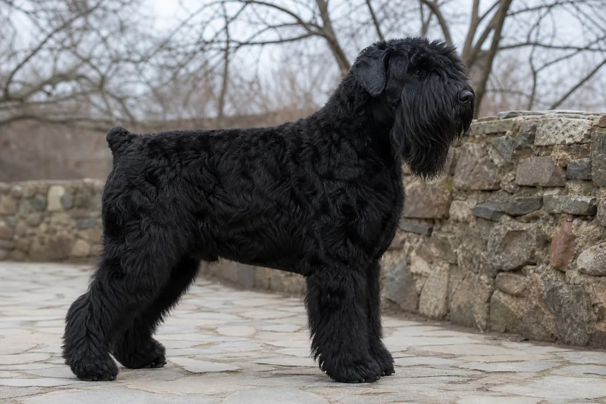 Schwarzer Russischer Terrier steht im Profil