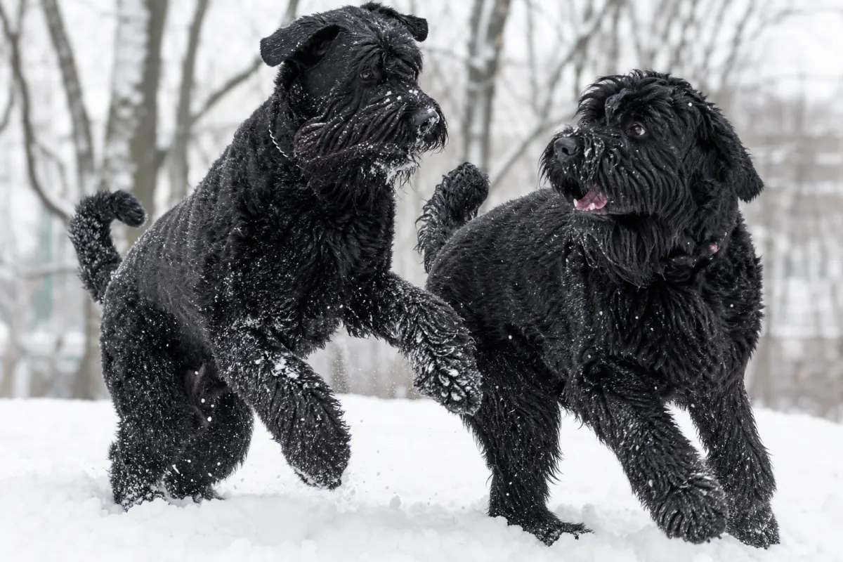 Zwei Schwarze Russische Terrier bewegen sich im Schnee