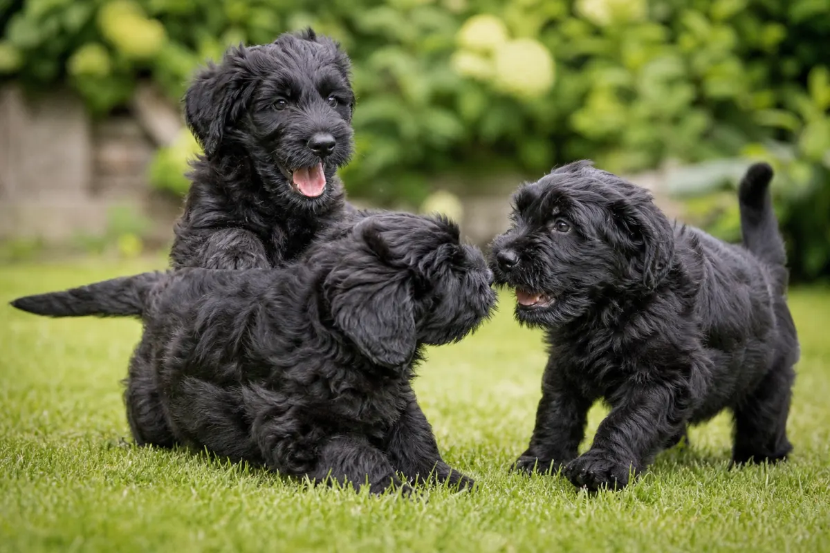 Junge Schwarze Russische Terrier spielen im Freien