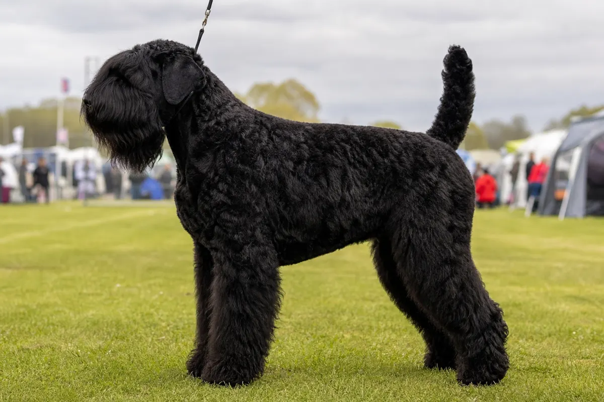 Schwarzer Russischer Terrier wird in einem Ausstellungsring gezeigt
