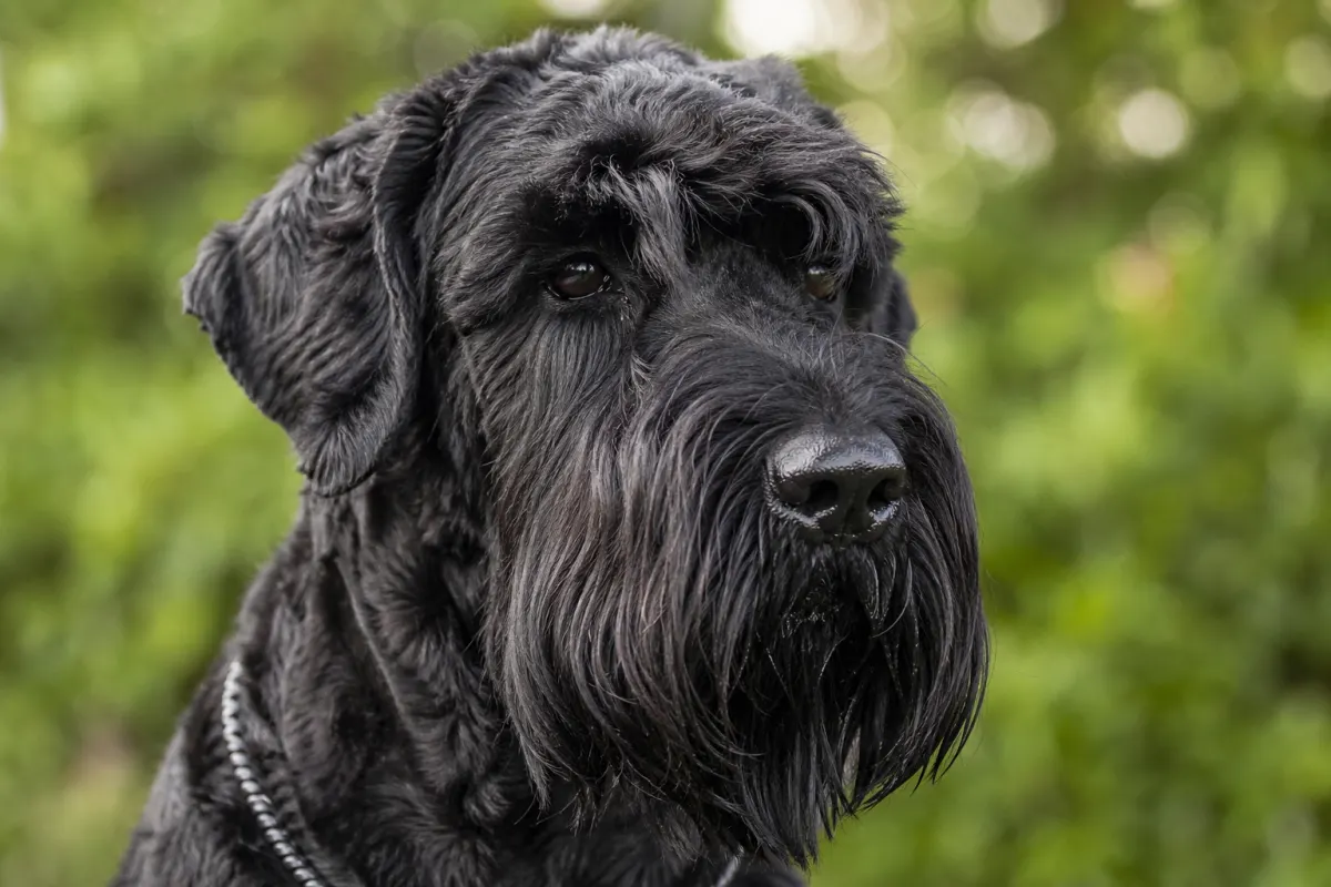 Kopfporträt eines Schwarzen Russischen Terriers