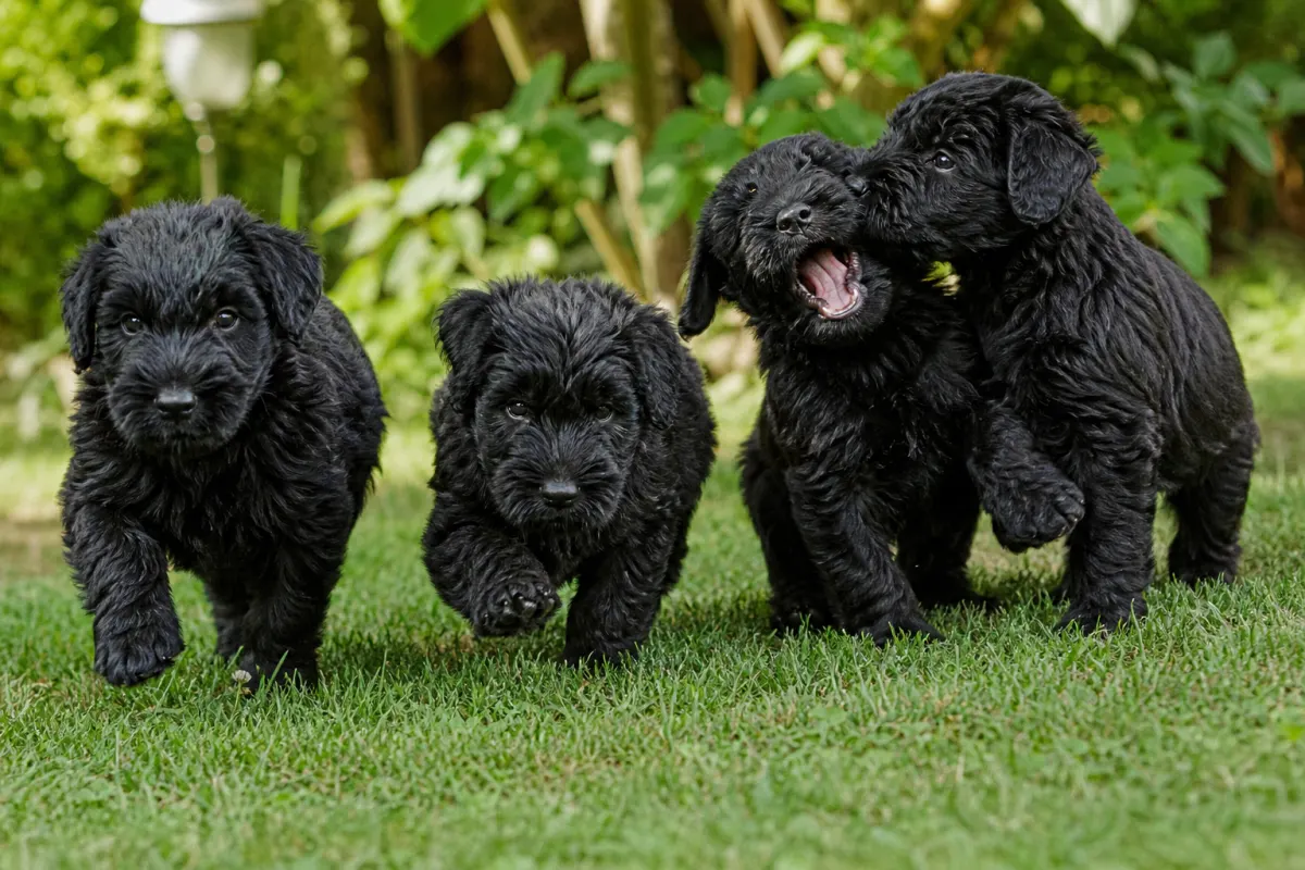 Junge Schwarze Russische Terrier spielen auf einer Wiese
