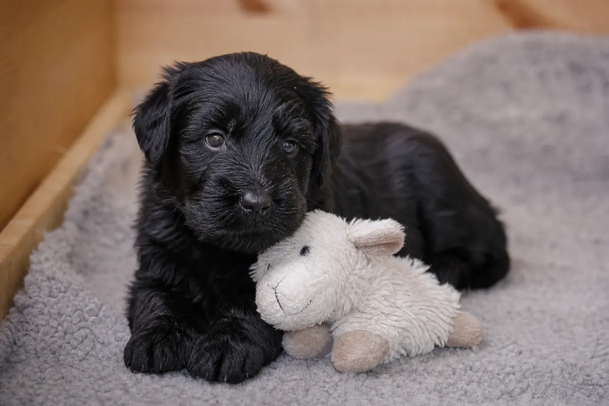 Junger Schwarzer Russischer Terrier neben einem Stoffspielzeug