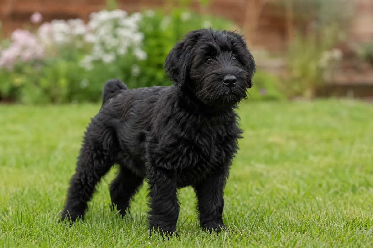 Junger Schwarzer Russischer Terrier auf einer Wiese