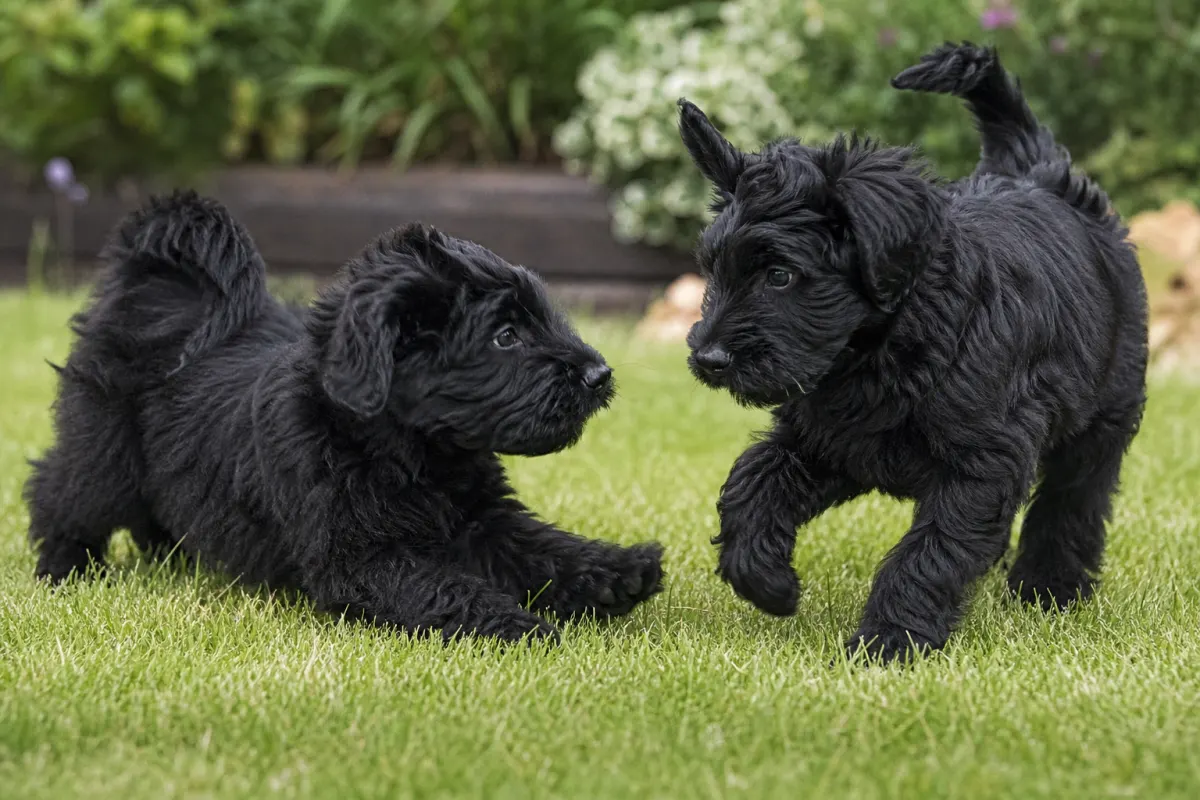 Zwei junge Schwarze Russische Terrier spielen auf einer Wiese