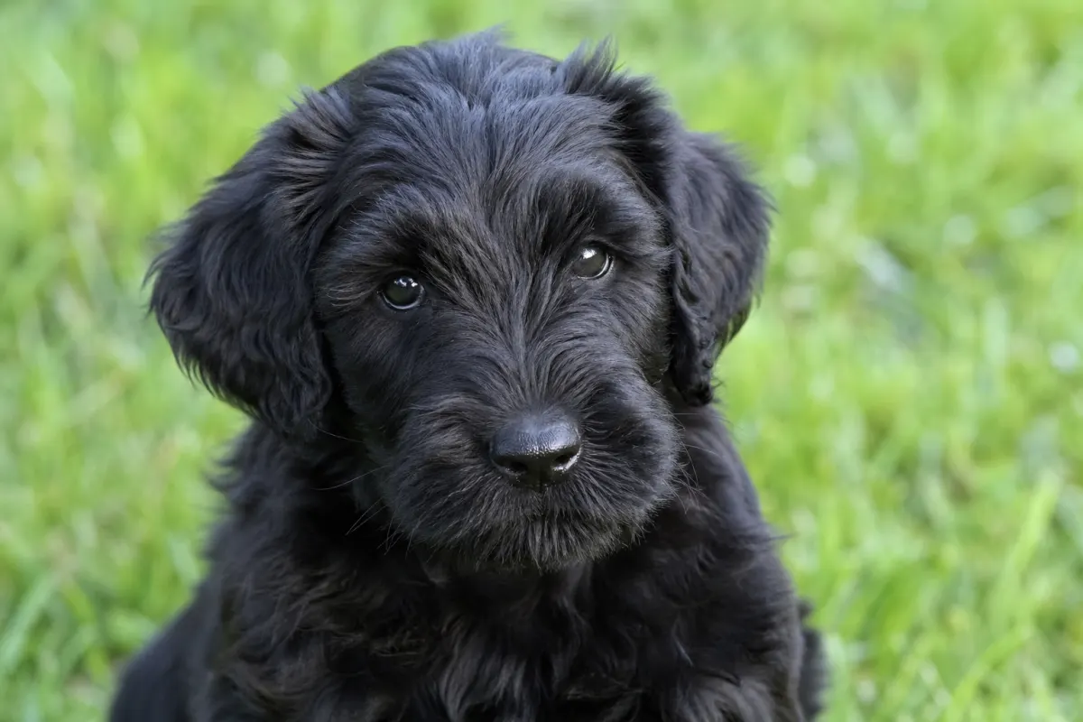 Porträt eines jungen Schwarzen Russischen Terriers